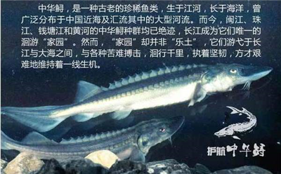 认识中华鲟这个古老的物种吧