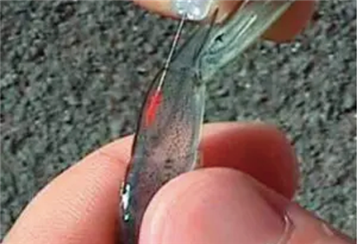 鱼类荧光标记