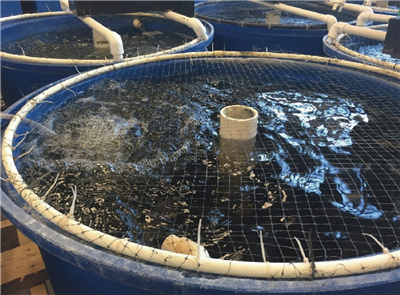 循环水养殖系统