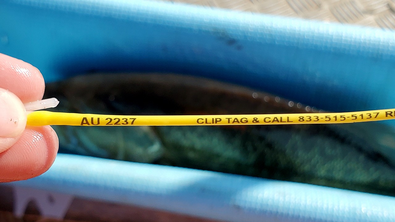 Close-up-of-Auburn-Yellow-fish-dart-tag.jpg